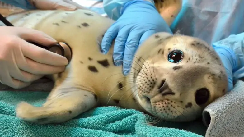 aiding sick seal